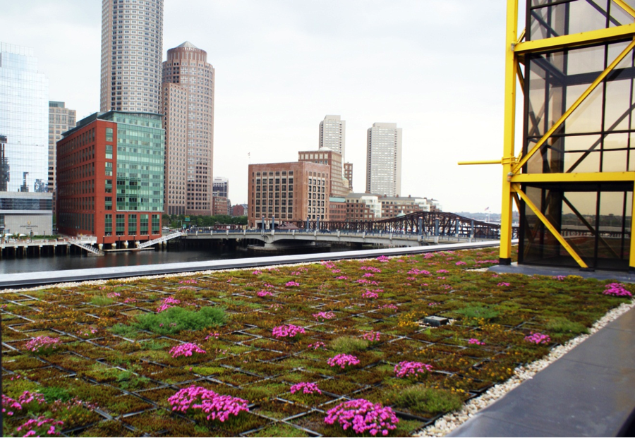 BCM’s Green Roof